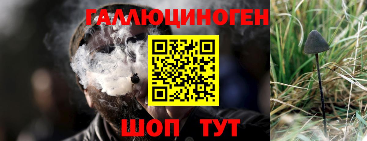Псилоцибиновые грибы Psilocybe Владивосток